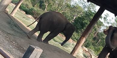 Gorkha Hamlet Resort