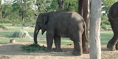 Gorkha Hamlet Resort