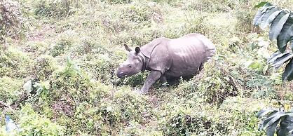 Gorkha Hamlet Resort