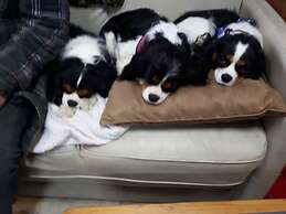 Wells Gray Golf resort and RV park