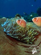 Alami Resort & Restaurant