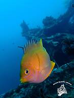 Alami Resort & Restaurant