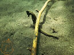 La Bila Dive Resort Amed