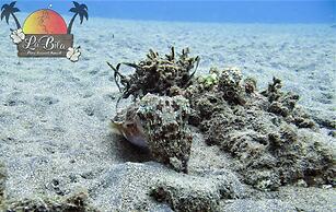 La Bila Dive Resort Amed