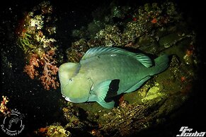 La Bila Dive Resort Amed