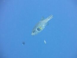 Pande Guest House Pemuteran