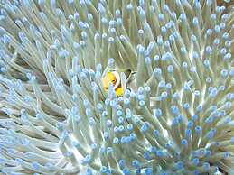 Pande Guest House Pemuteran