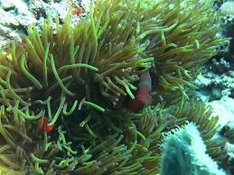 Pande Guest House Pemuteran