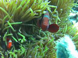 Pande Guest House Pemuteran