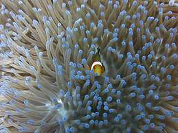 Pande Guest House Pemuteran