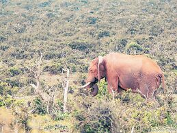 Elephants Lodge - Bellevue Forest Reserve