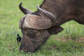 Elephants Lodge - Bellevue Forest Reserve