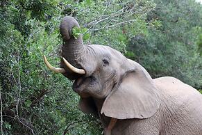 Elephants Lodge - Bellevue Forest Reserve