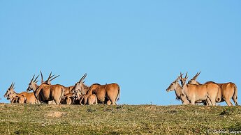Elephants Lodge - Bellevue Forest Reserve