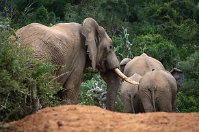 Elephants Lodge - Bellevue Forest Reserve