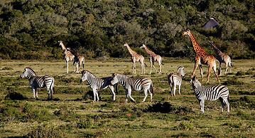 Elephants Lodge - Bellevue Forest Reserve