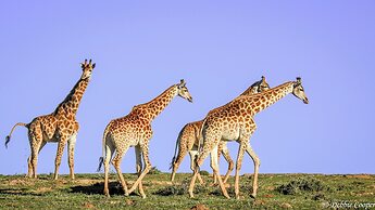 Elephants Lodge - Bellevue Forest Reserve
