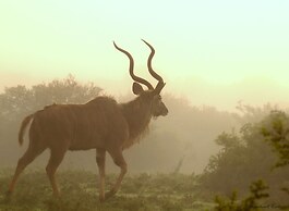 Elephants Lodge - Bellevue Forest Reserve