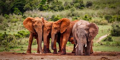 Elephants Lodge - Bellevue Forest Reserve