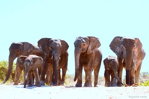 Elephants Lodge - Bellevue Forest Reserve