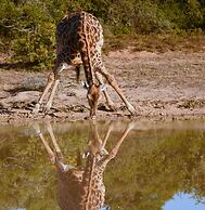 Elephants Lodge - Bellevue Forest Reserve
