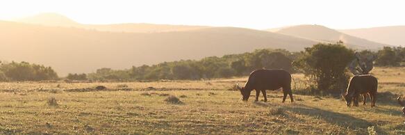 Elephants Lodge - Bellevue Forest Reserve
