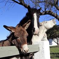 Mas des Rièges & Spa