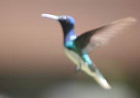 The Green Valley Inn