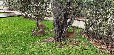 Old Wooden Bridge Resort and Marina