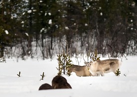 Arctic gourmet cabin