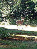 Deer Mountain Lodge & Wilderness Resort