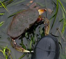 GreenHouse Inn by the Bay