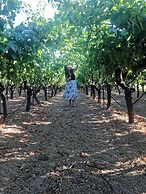 Cretan Vineyard Hill Villa Private Pool, Panoramic View, Beautiful Vin