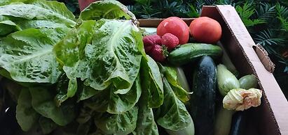 Dionysus Lasithi Plateau