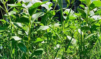 Sandy Clay Bungalows