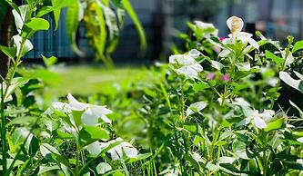 Sandy Clay Bungalows