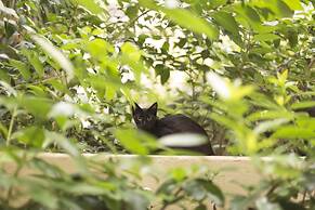 Gatto Perso Luxury Apartments