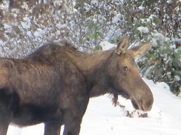 Lakeside Resort and Motel