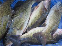 Lakeside Resort and Motel