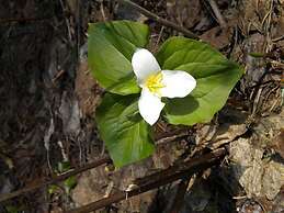 Lakeside Resort and Motel