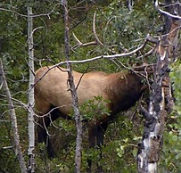 Lakeside Resort and Motel