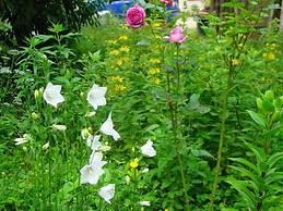 Le jardin de Saint Jean