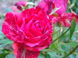Le jardin de Saint Jean