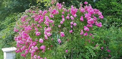 Le jardin de Saint Jean