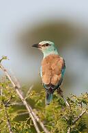 Buffelshoek Tented Camp