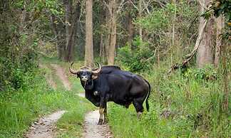 Tharu 20for7 Holiday House