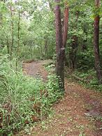 PICA FUJISAIKO - Campsite