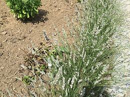 B&B De Rentmeesterhoeve