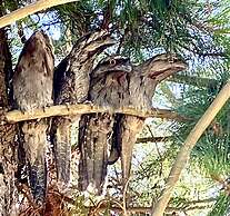 Karawatha Cottages B&B