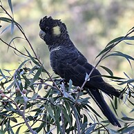 Karawatha Cottages B&B